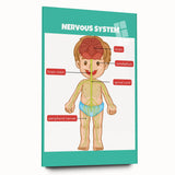 Classroom Educational Posters - Nervous System Learning Chart