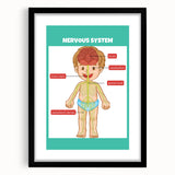Classroom Educational Posters - Nervous System Learning Chart