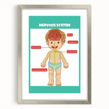 Classroom Educational Posters - Nervous System Learning Chart