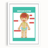 Classroom Educational Posters - Nervous System Learning Chart