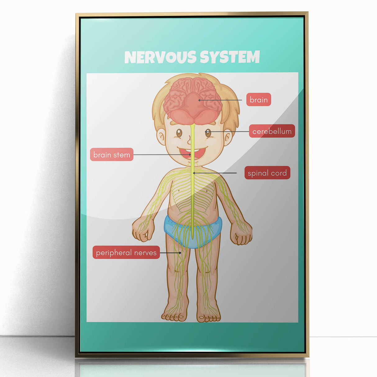 Classroom Educational Posters - Nervous System Learning Chart