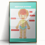 Classroom Educational Posters - Nervous System Learning Chart