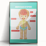 Classroom Educational Posters - Nervous System Learning Chart