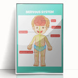 Classroom Educational Posters - Nervous System Learning Chart