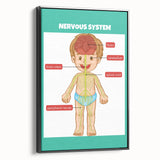 Classroom Educational Posters - Nervous System Learning Chart