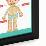 Classroom Educational Posters - Nervous System Learning Chart