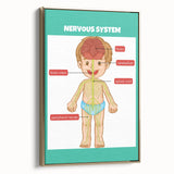 Classroom Educational Posters - Nervous System Learning Chart