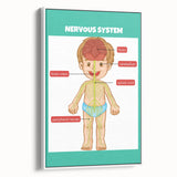 Classroom Educational Posters - Nervous System Learning Chart