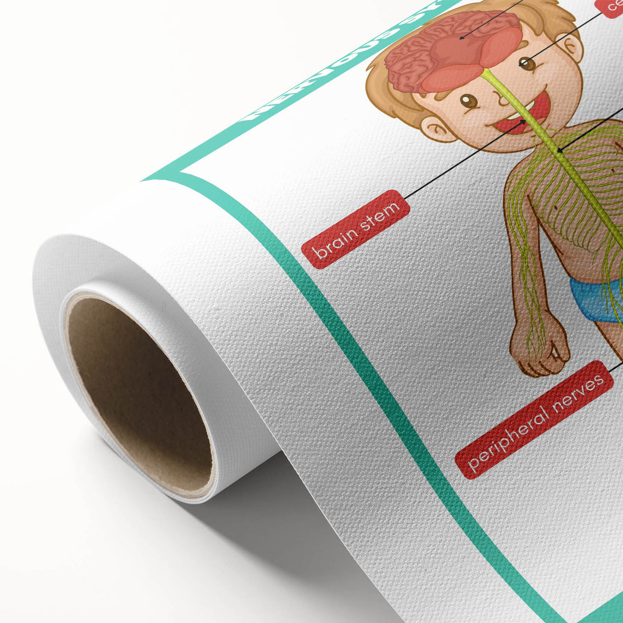 Classroom Educational Posters - Nervous System Learning Chart
