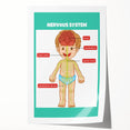 Classroom Educational Posters - Nervous System Learning Chart