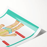 Classroom Educational Posters - Nervous System Learning Chart