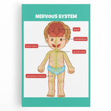 Classroom Educational Posters - Nervous System Learning Chart