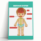 Classroom Educational Posters - Nervous System Learning Chart