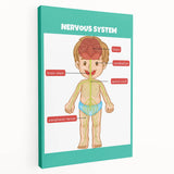 Classroom Educational Posters - Nervous System Learning Chart