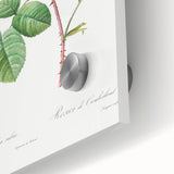 Neoclassical Art Prints: Rosa Centifolia Anglica Rubra by Redouté