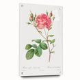 Neoclassical Art Prints: Rosa Centifolia Anglica Rubra by Redouté