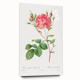 Neoclassical Art Prints: Rosa Centifolia Anglica Rubra by Redouté