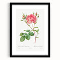 Neoclassical Art Prints: Rosa Centifolia Anglica Rubra by Redouté