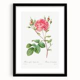 Neoclassical Art Prints: Rosa Centifolia Anglica Rubra by Redouté