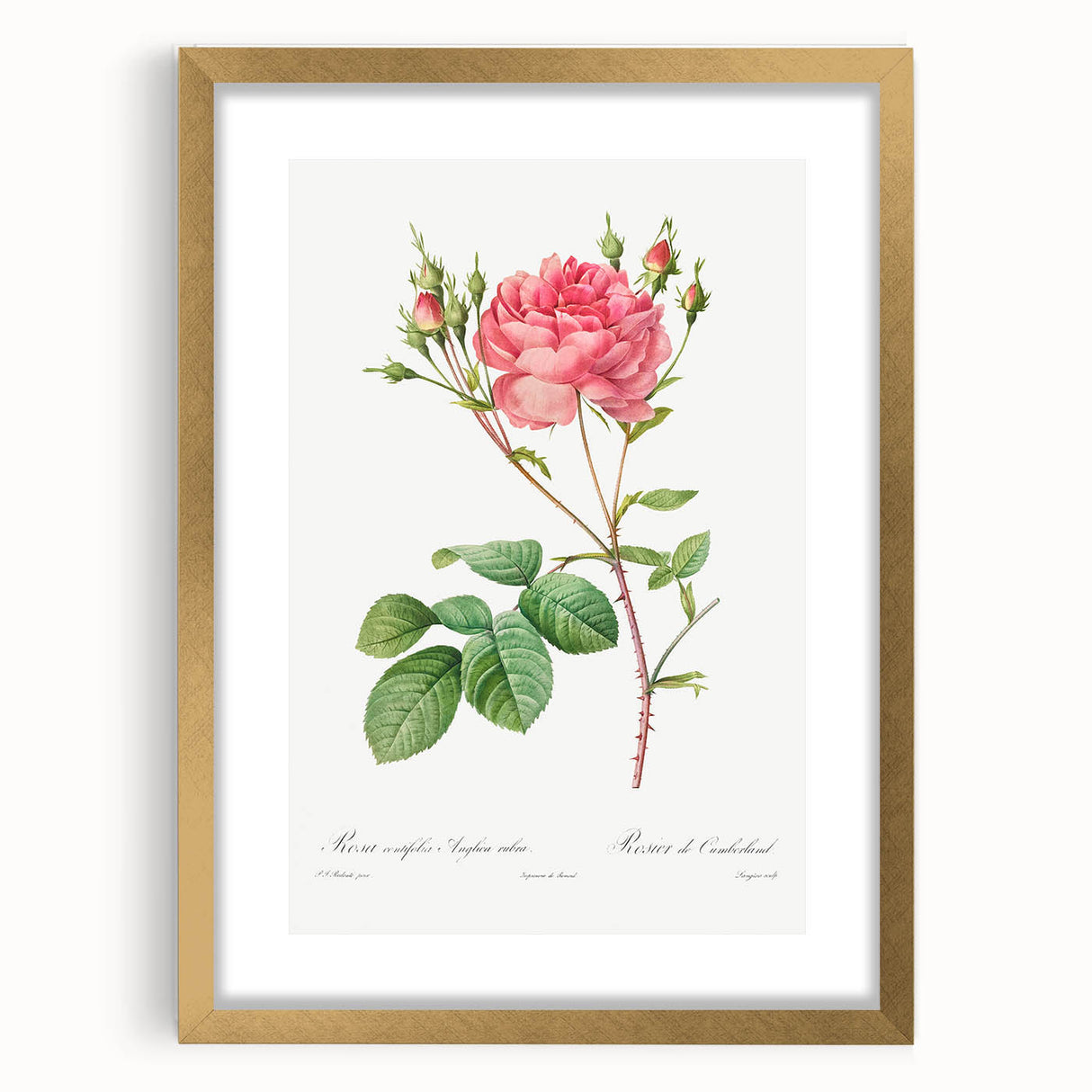 Neoclassical Art Prints: Rosa Centifolia Anglica Rubra by Redouté