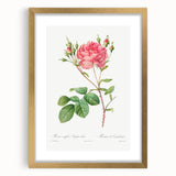 Neoclassical Art Prints: Rosa Centifolia Anglica Rubra by Redouté