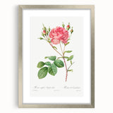 Neoclassical Art Prints: Rosa Centifolia Anglica Rubra by Redouté
