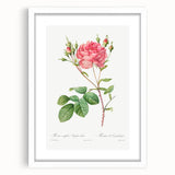 Neoclassical Art Prints: Rosa Centifolia Anglica Rubra by Redouté