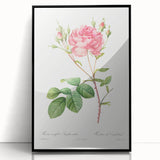 Neoclassical Art Prints: Rosa Centifolia Anglica Rubra by Redouté