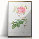 Neoclassical Art Prints: Rosa Centifolia Anglica Rubra by Redouté