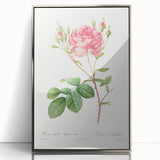 Neoclassical Art Prints: Rosa Centifolia Anglica Rubra by Redouté