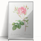 Neoclassical Art Prints: Rosa Centifolia Anglica Rubra by Redouté