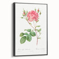 Neoclassical Art Prints: Rosa Centifolia Anglica Rubra by Redouté