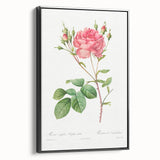 Neoclassical Art Prints: Rosa Centifolia Anglica Rubra by Redouté