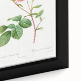 Neoclassical Art Prints: Rosa Centifolia Anglica Rubra by Redouté