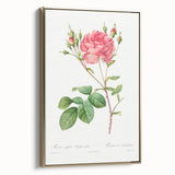 Neoclassical Art Prints: Rosa Centifolia Anglica Rubra by Redouté
