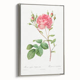 Neoclassical Art Prints: Rosa Centifolia Anglica Rubra by Redouté