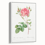 Neoclassical Art Prints: Rosa Centifolia Anglica Rubra by Redouté