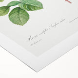 Neoclassical Art Prints: Rosa Centifolia Anglica Rubra by Redouté