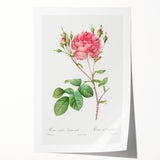 Neoclassical Art Prints: Rosa Centifolia Anglica Rubra by Redouté