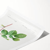 Neoclassical Art Prints: Rosa Centifolia Anglica Rubra by Redouté