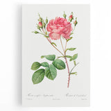 Neoclassical Art Prints: Rosa Centifolia Anglica Rubra by Redouté