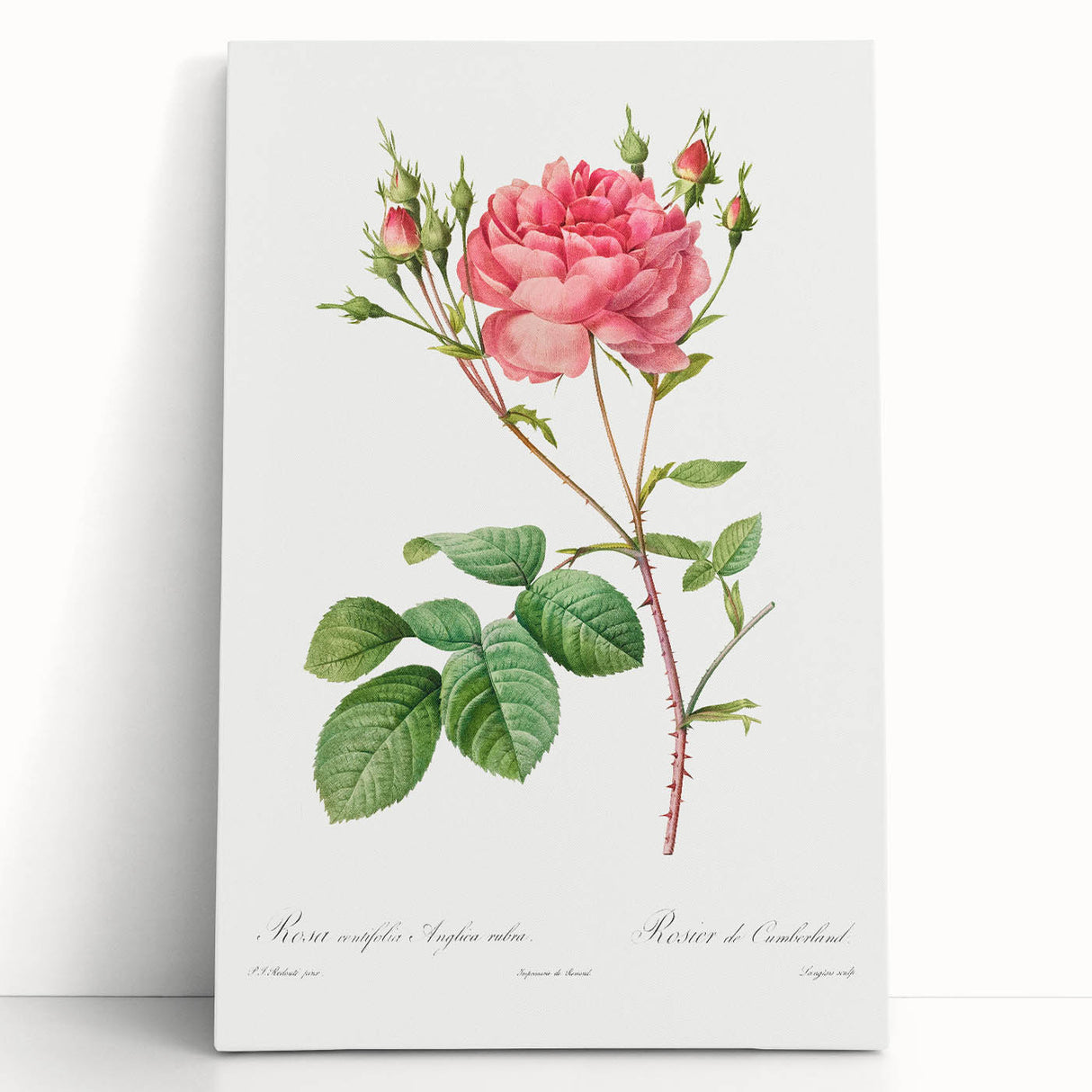 Neoclassical Art Prints: Rosa Centifolia Anglica Rubra by Redouté