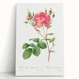 Neoclassical Art Prints: Rosa Centifolia Anglica Rubra by Redouté