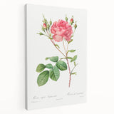 Neoclassical Art Prints: Rosa Centifolia Anglica Rubra by Redouté