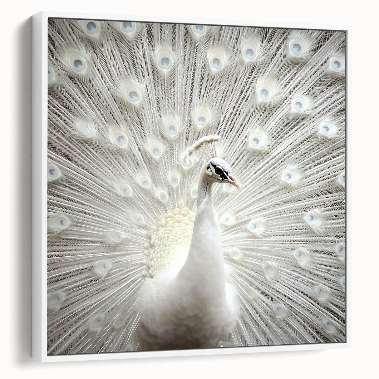 Vintage poster art of a colorful bird on a black background, framed canvas, ideal for living room decor.