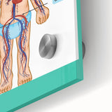 STEM Learning Wall Art - Blood Circulatory System Chart