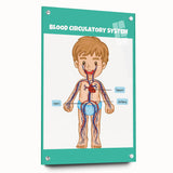 STEM Learning Wall Art - Blood Circulatory System Chart