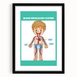 STEM Learning Wall Art - Blood Circulatory System Chart