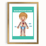 STEM Learning Wall Art - Blood Circulatory System Chart