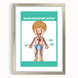 STEM Learning Wall Art - Blood Circulatory System Chart